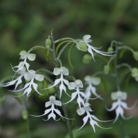 Habenaria crinifera Lindl.